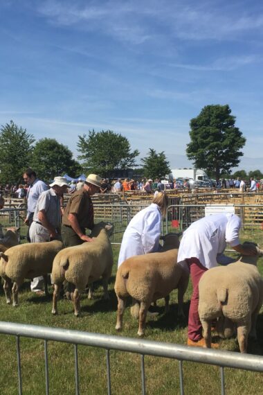 Limitless Campers Campervan Conversions