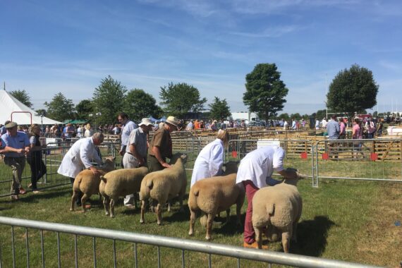 Limitless Campers Campervan Conversions