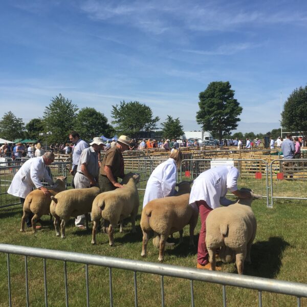 Limitless Campers Campervan Conversions